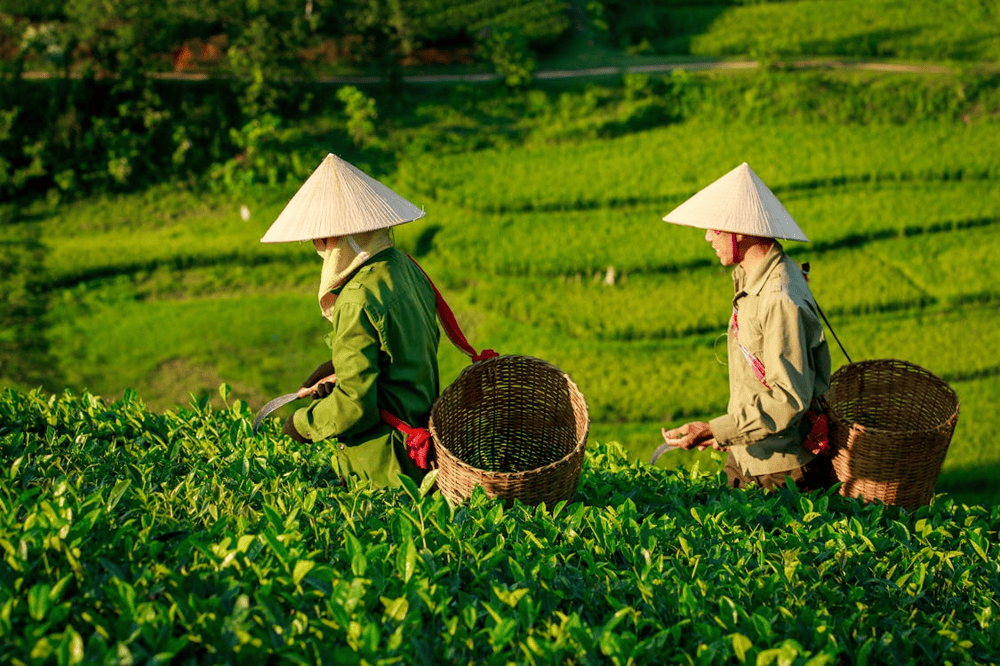 Tea plants blanket the hill in layers, with every bush thoughtfully trimmed and nurtured by dedicated workers (Source: Pexels)